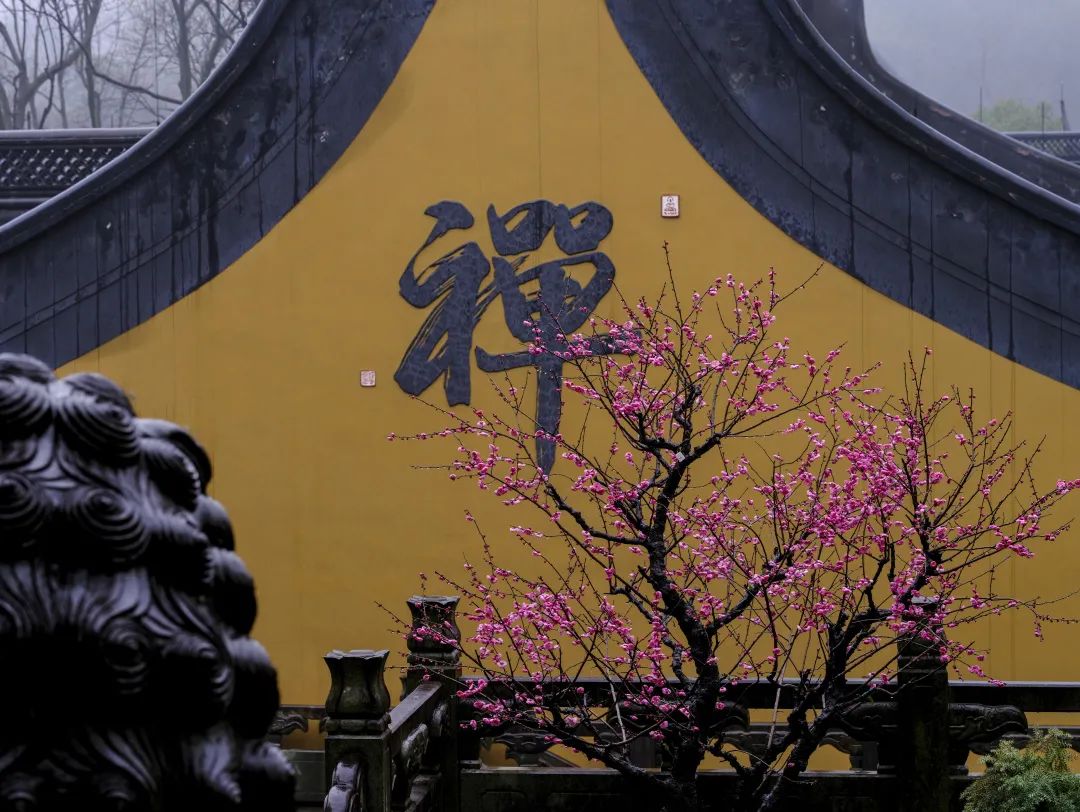 观照｜人生实在太苦