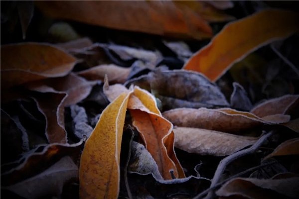 image004.jpg image004.jpg