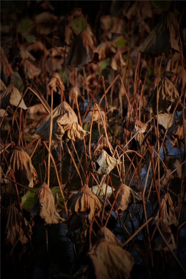 image016.jpg image016.jpg