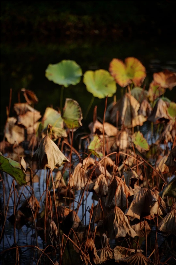 image014.jpg image014.jpg