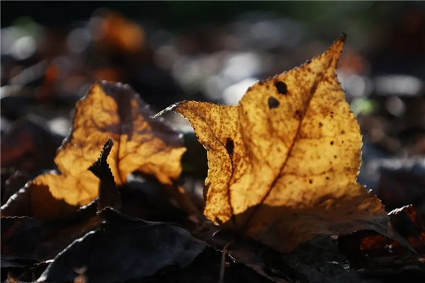 image018.jpg image018.jpg