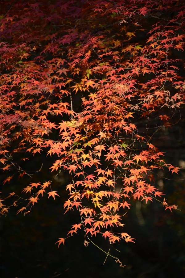 image004.jpg image004.jpg