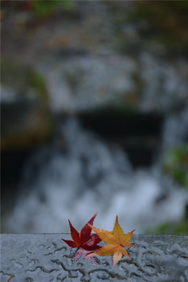 image005.jpg image005.jpg